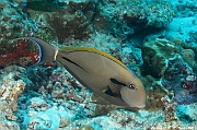 Acanthurus nigricauda Chirurgien a epaulette-Maldives Mahibadoo Rock-6m-20240424-da-DSC_6649_tn
